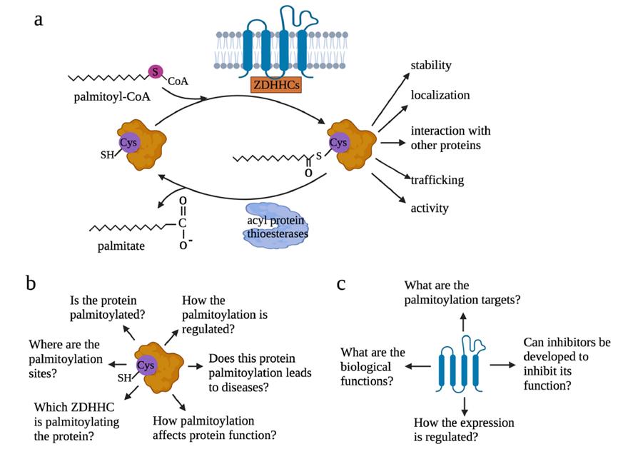 Advancements in Protein Methylation Research